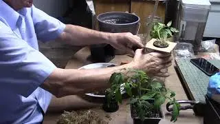 Climate Chaos Solutions: Convert Nursery Plants to Hydroponics