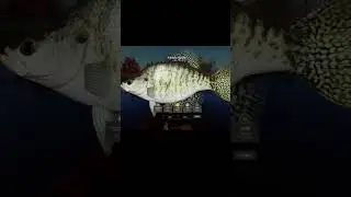 RF4 - Russian Fishing 4 - White Crappie - TROPHY - ELK LAKE