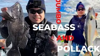 BLACK HAWK SPORT FISHING AT CONNECTICUT, USA. JUMBO SEABASS, POLLACK, PORGIES AND MACKEREL SLAUGHTER