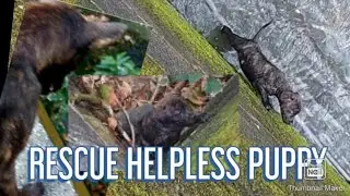 Rescue Helpless Puppy