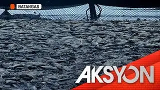Fish kill sa Taal Lake
