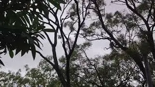 Good evening from the ancient forest 