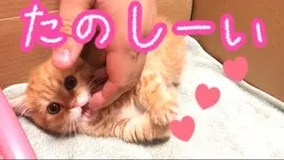 生後2ヶ月の子猫茶々くんにダンボールの部屋を作ってあげたら可愛すぎた【短足マンチカン】I made a room for a munchkin kitten with cardboard.