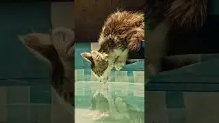 This cat sees its reflection in the water #shorts