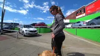 Guidedogs WA - Early training Major