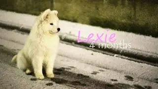 Lexie [4 months old] Samoyed ♡