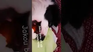 jakou barvu m&aacute; v&aacute;&scaron; pes/fenka?