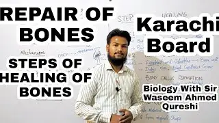Repair of Bones | Healing of Bones | Hindi/Urdu | Sir Waseem Ahmed Qureshi