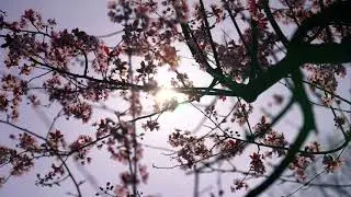 [Full HD] Flowers Cherry Flower [Copyright Free Video]