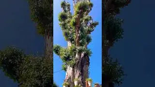The Secret to Survival 🌳 | Ooty&rsquo;s Oldest Tree & Floral Art #shorts