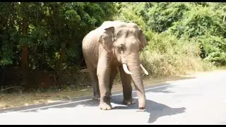 Chasing Tusker Waiting at Kantale Road, Habarana කන්තලේ පාර හබරනදී පාර පැන්න  පහරදෙන දළ ඇතා