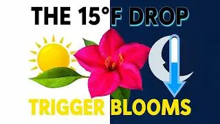 How to Make Cattleya Orchids Bloom: The Critical Night Temp Drop