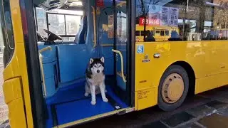 Husky Gets A Private Bus Tour of Liverpool
