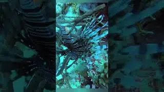 Lionfish in Sharm El Sheikh, Red Sea 2020