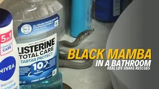 Black Mamba in a Bathroom | catching Africa's Deadliest Snakes