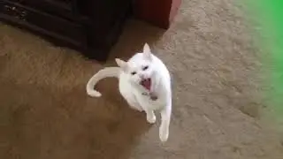 Meow Yawn