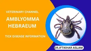 Meet Amblyomma hebraeum: Africa's Ornate Tick and Its Hidden Dangers!