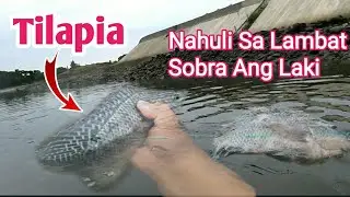 Best net fishing | Traditional net fishing in the river taiwan trap big tilapia | fishing net