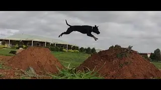 JUMPS BATTLE :  BMX vs DOG