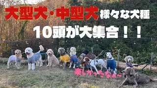 【ワイマラナーのルルポノ行楽#15】Noviceさんでパピー会！大型犬・中型犬のパピーやお兄ちゃんお姉ちゃんが大はしゃぎ！(笑)
