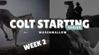 Colt Starting Series: Marshmallow Wk 2