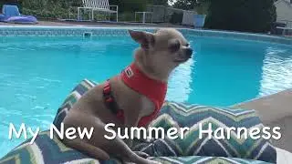 Designer Dog Boutique.  Store-wide sale. Coupon Code Available on Website (dog fashion)