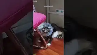 Funny Cats 2024 🐕 #viral 🥰 # Part 3047