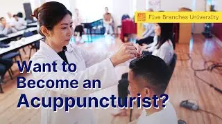 Do you want to Become an Acupuncturist?