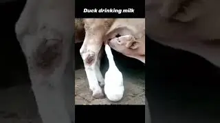 #vairalvideo #vairalshort #vairal #duck #duckybhai #drink #milk