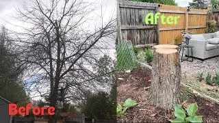 Cutting Down A Dead Apple Tree & Having Our Honey Locust Trees Trimmed 🪵🌳🌳