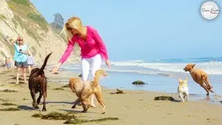 House Sitting for Funny Dogs and Funny Pets | Happy Dogs & Guilty Dogs Video