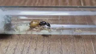 Camponotus fedtschenkoi - yellow pretty ants
