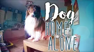 I Left My Dog Home Alone | GoPro Footage | Alitta Diary