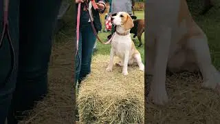 Weekend in the Cotswolds | Dog Show, Soho Farmhouse & Slow Living Vibes