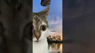 snuck up from behind flying cats #cat #meme #telaverde #funny #drones #cats #memes #memesvideo