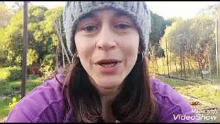 Resultados de la cosecha de papas: Método Ruth Stout vs tradicional