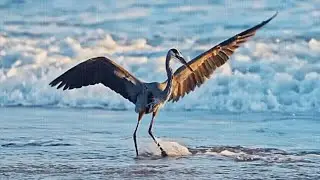 BIRDS 4K: The biggest amazing birds of the world/Animals Sky