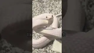 tofu really wanted to keep his shed. #pets #animals #snake #reptiles #silly