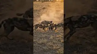 Wild dogs Vs honey badger #shorts  #honeybadger #wilddog #africananimals #wildlife #nature