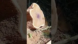 Teak Tree Cuting By Fastest Stihl Machine Chainsaw🔥#most #fastest #stihl #machine #chainsaw #india 💥