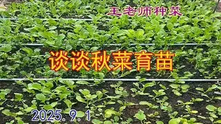 谈谈秋菜的育苗