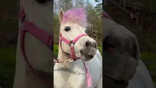 Soria talks😍 Pony sounds🦄 #shortsvideo #horse #pony