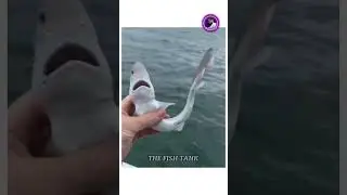 beautiful baby shark 🦈 fish #viral #shark #fish #4k 🔥