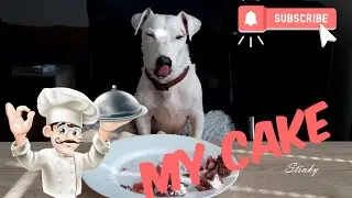ASMR Dog Eating Cake(Jack Russell Terrier) #2 | StinkyAsmr