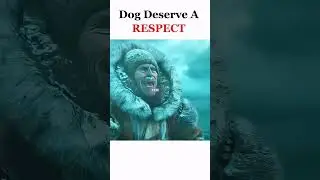 Dogs Deserve Respect! 🐶❤️ #shorts #respect #trending