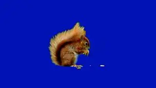 green screen squirrel   YouTube 720p