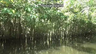 Poovar island | Places to visit | Mangrove forest