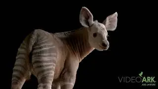 A two-month-old male okapi (Okapia johnstoni) at the Al Bustan Zoological Centre