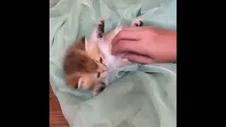 😴🐾 SOOTHING CAT ENERGY | DEEP CALM #kitten #cute #relax