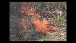 Reflore/MS lan&ccedil;a campanha de preven&ccedil;&atilde;o a inc&ecirc;ndios